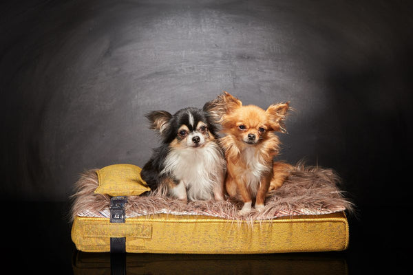 Lit chihuahua couchage de luxe Sabanah Inuit taille S 