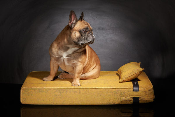 Couchage bouledogue Sabanah Inuit taille M Jaune Solei d'été