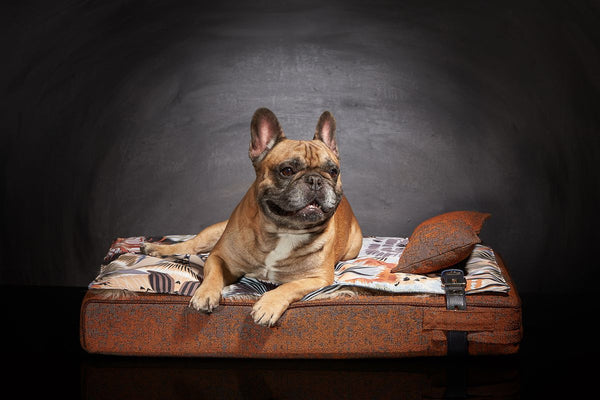 Lit chien design bouledogue français Sabanah Inuit M Orange Automne