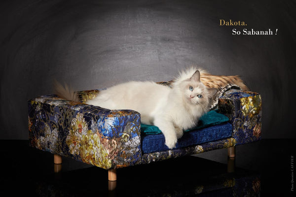 Canapé de luxe pour chat Sabanah S velours damassé bleu cobalt 