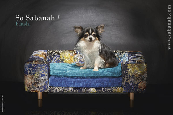 sofa chihuahua de luxe bleu cobalt taille S Sabanah