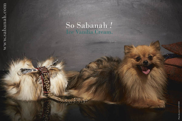 Couverture chien Metis Art Sabanah XS manchette de transport cuir