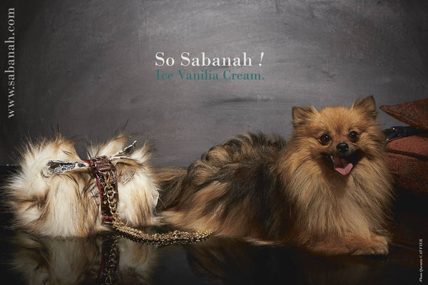 Couverture chien Metis Art Sabanah XS manchette de transport cuir