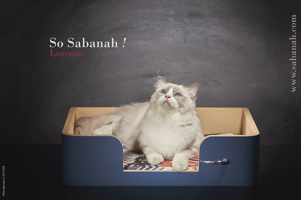 Drôle de panier pour chat design Bleu Nuit et griffe plaqué argent