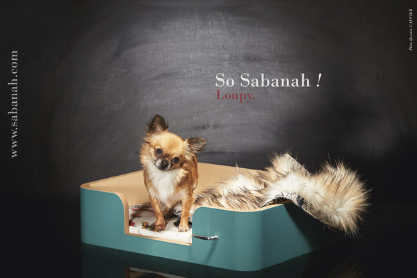 Panier Chihuahua Sabanah Bleu Sarcelles S et couverture Metis