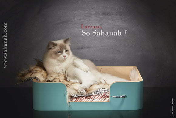 Drôle de panier pour chat design luxe S sabanah Bleu Sarcelle