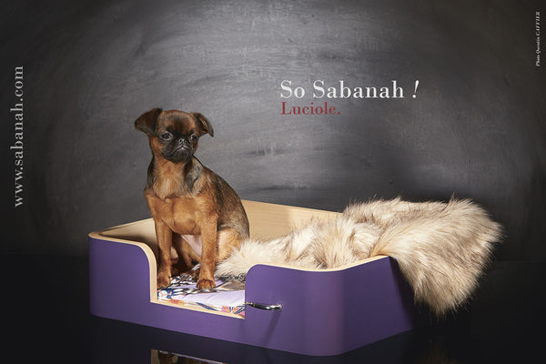 Panier pour petit chien S mauve campanule et couverture Metis Africa